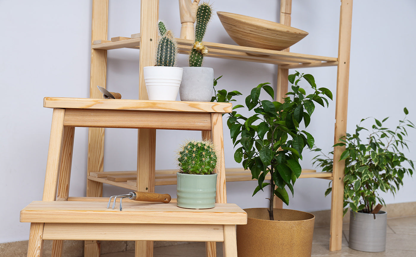 Plant Pots and Plant Stands