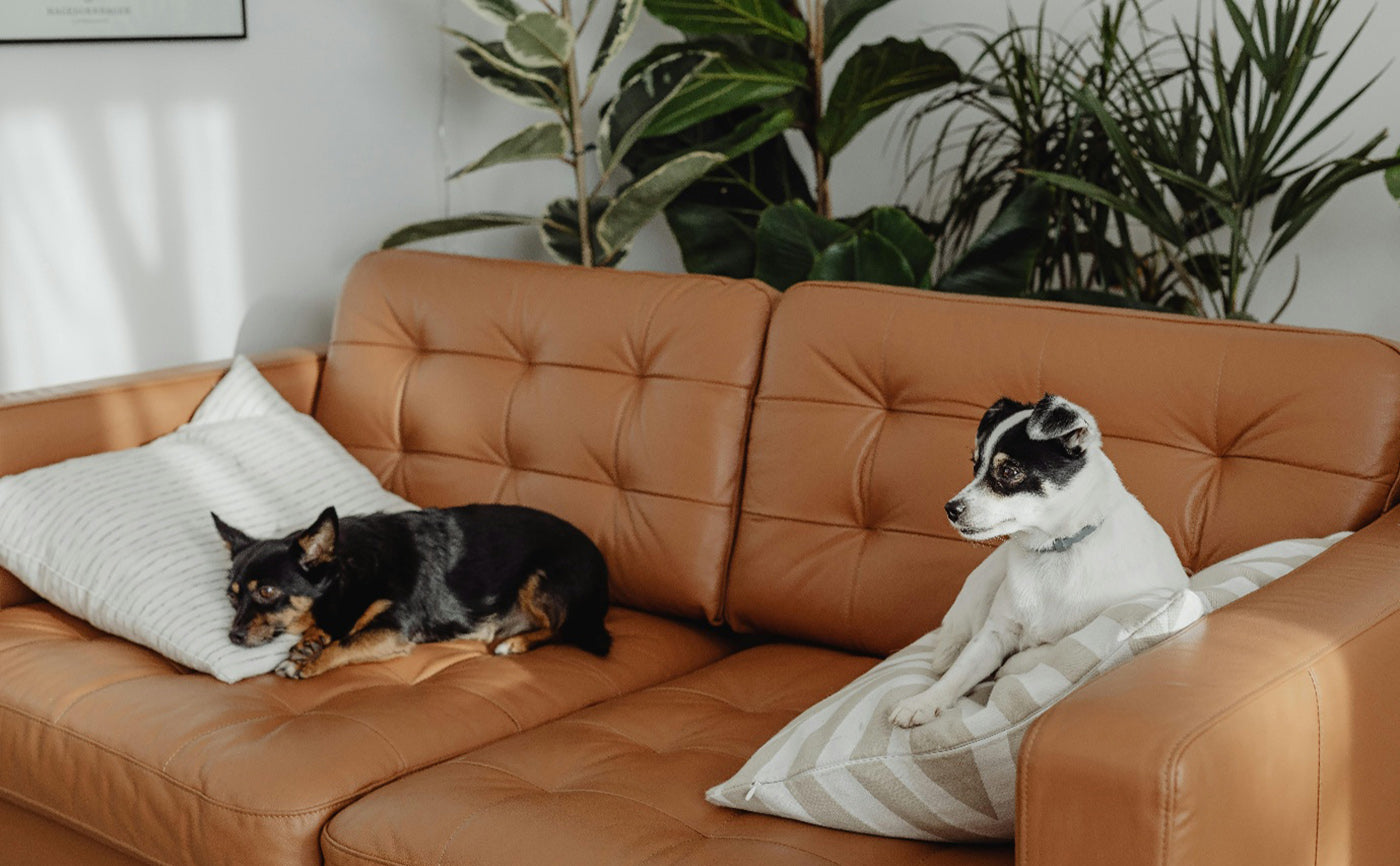 Best Pet-Friendly Artificial Plants