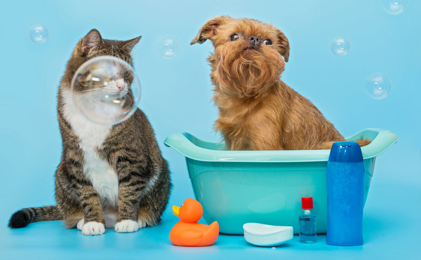  Pet Grooming Session