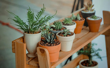  Plant Pots