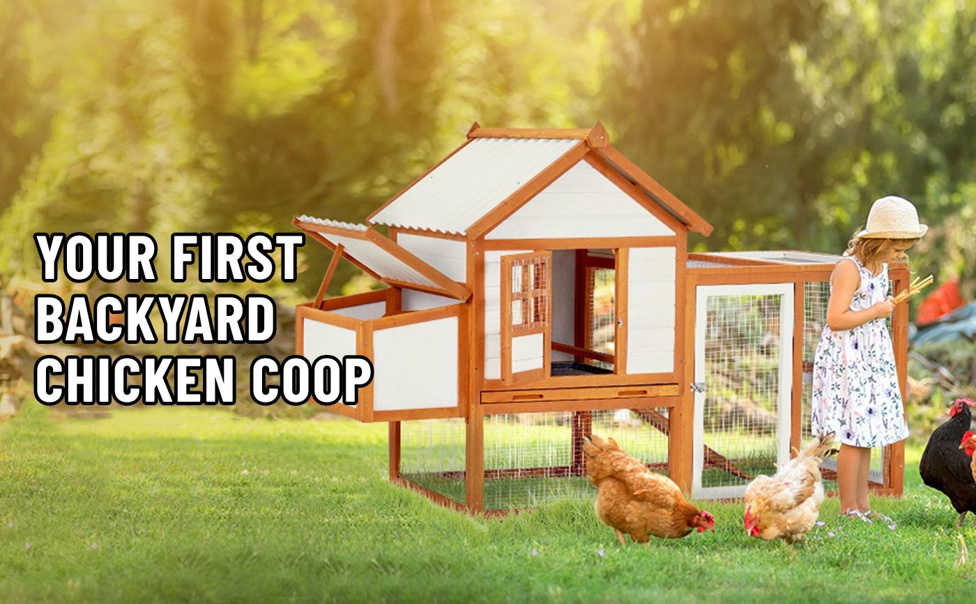 Your First Backyard Chicken Coop