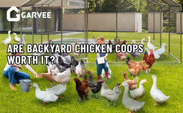 backyard chicken coop
