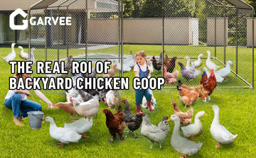 backyard chicken coop