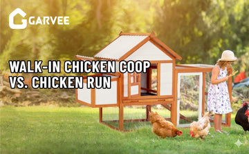 Walk-In Chicken Coop Vs. Chicken Run