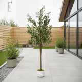Garvee Olive Trees Artificial 5.3 ft Faux Olive Tree with White Planter for Home Office Décor, Realistic Leaves and Fruits, Green