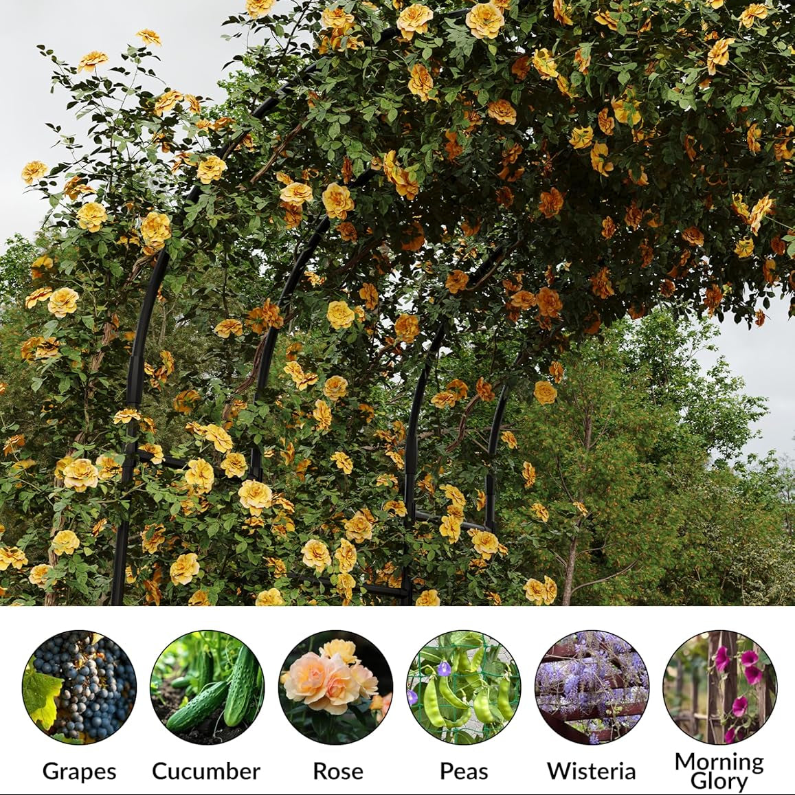 Garvee Garden Arch Trellis for Climbing Plants - Heavy-Duty Galvanized Steel, Rust-Resistant Coating, Easy Tool-Free Assembly, Powder-Coated Black, 59x86.6in, Outdoor Wedding Patio Decor