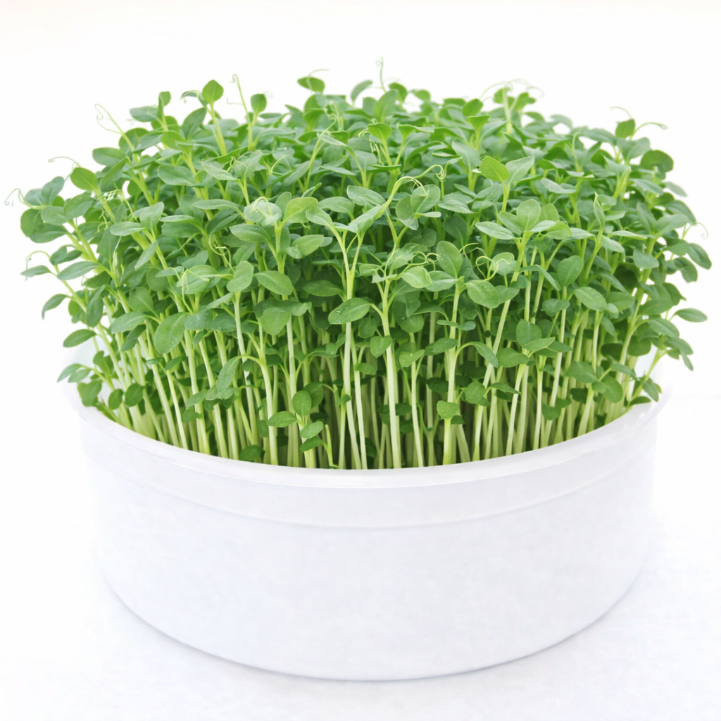 Garvee Fast-Growing Pea Shoots Microgreens Kit,Mini Microgreens Growing Kit,Grow Organic Greens From Kit to Kitchen in Days – Perfect for Indoor Salad, Sandwiches & Healthy Snacks