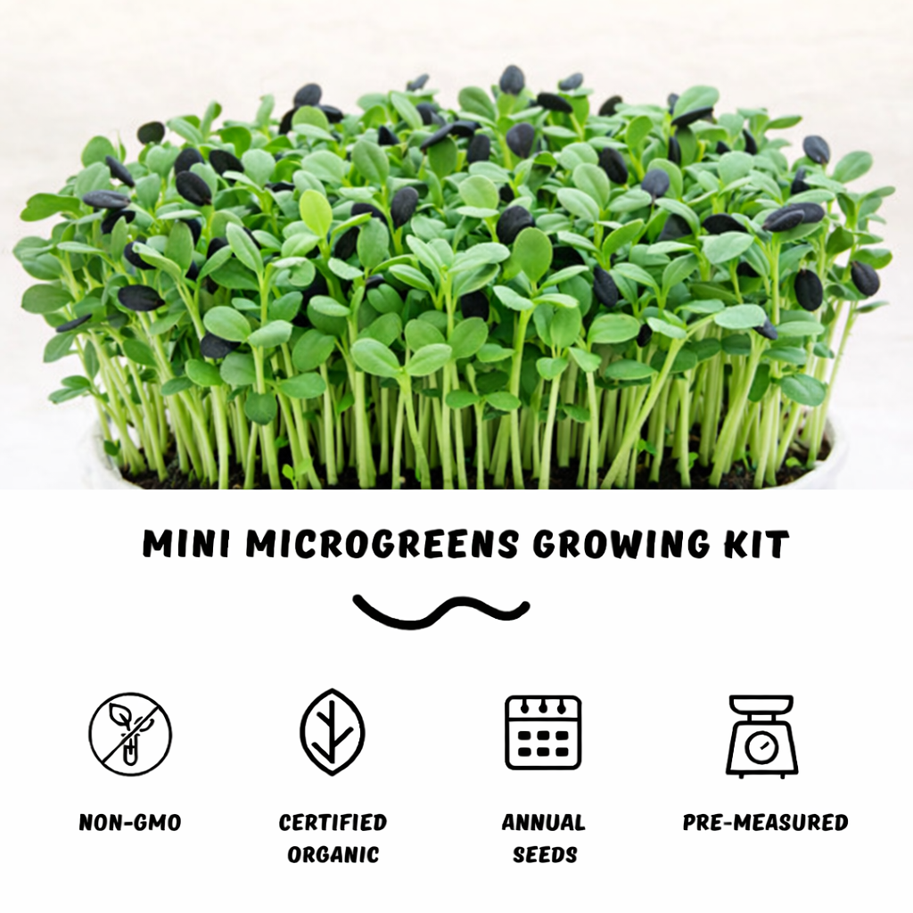 Garvee Sunflower Microgreens Growing Kit – Organic Non-GMO Seeds, Ready to Harvest in 12 Days, Easy Indoor Grow Starter Kit
