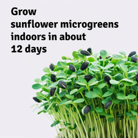 Garvee Sunflower Microgreens Growing Kit – Organic Non-GMO Seeds, Ready to Harvest in 12 Days, Easy Indoor Grow Starter Kit