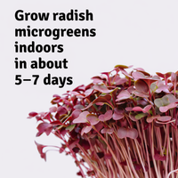 Garvee Mini Radish Microgreens Growing Kit – Indoor Organic Sprouting Set, Ready to Harvest in 5-7 Days, Easy Grow Starter Kit for Home, Kitchen & Gifts
