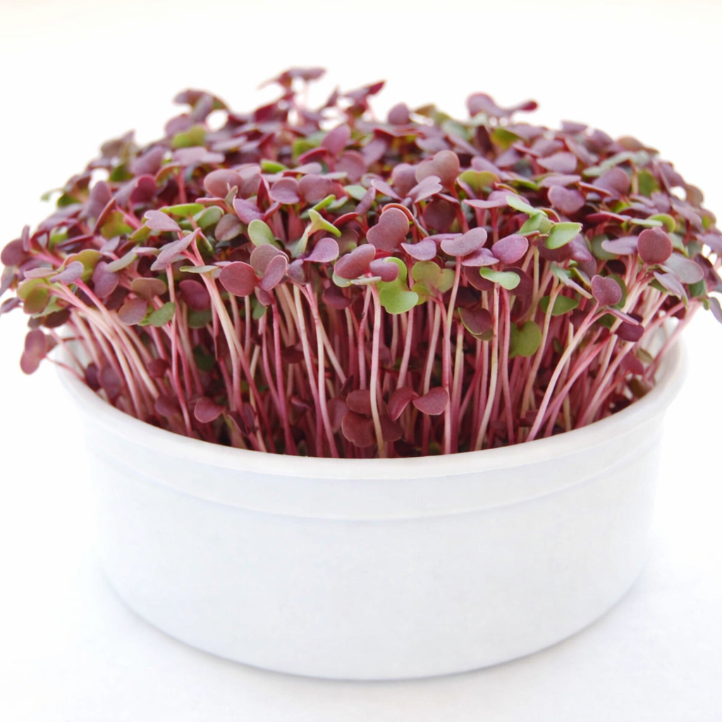 Garvee Mini Radish Microgreens Growing Kit – Indoor Organic Sprouting Set, Ready to Harvest in 5-7 Days, Easy Grow Starter Kit for Home, Kitchen & Gifts