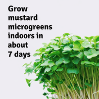 Garvee Mini Mustard Microgreens Growing Kit – Indoor Seed Starter Set with Reusable Grow Tray, Organic Seeds & Coco Soil, Ready to Harvest in 7 Days