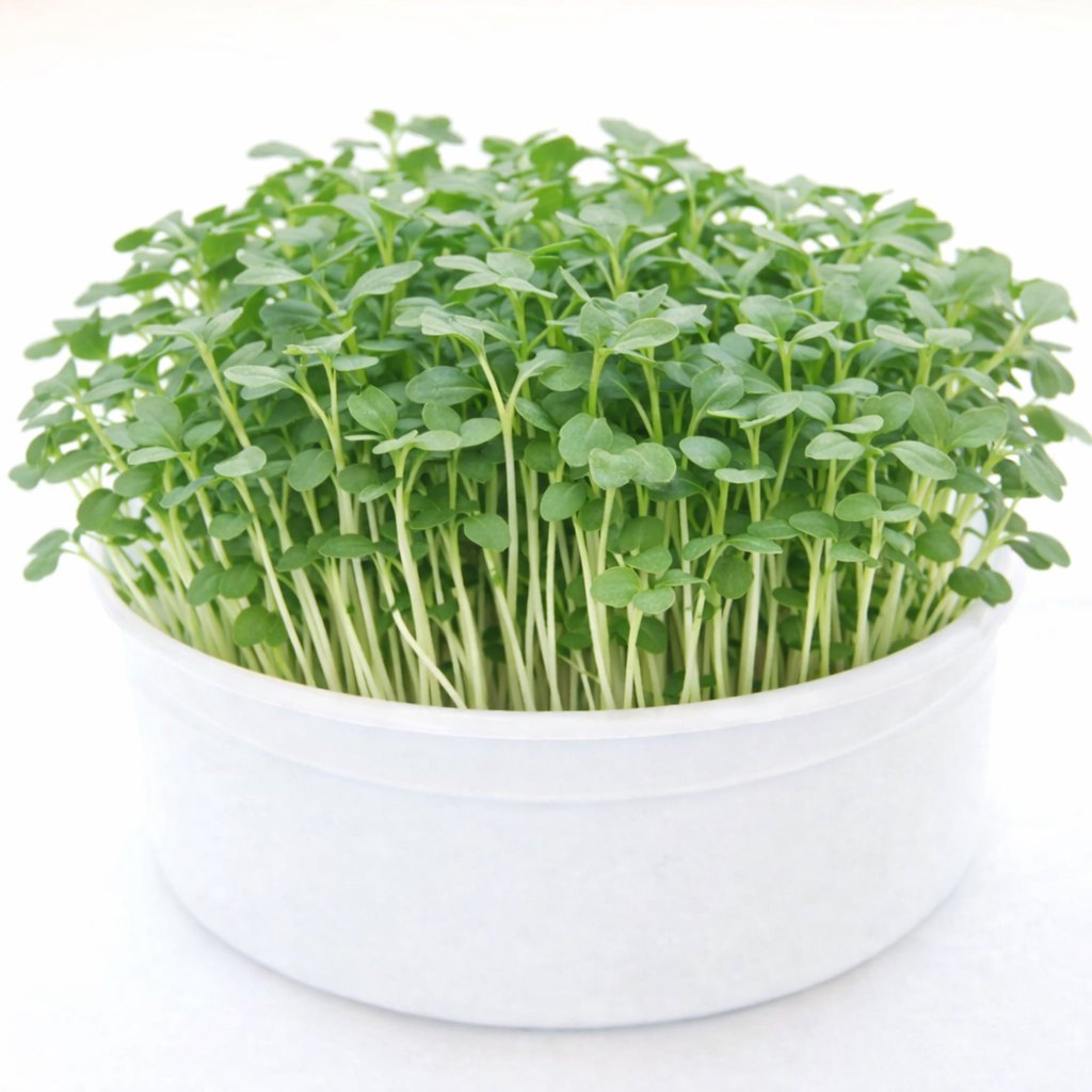 Garvee Mini Arugula Microgreens Growing Kit – Organic Non-GMO Seeds, Reusable Indoor Grow Bowl, Ready to Harvest in 7–10 Days