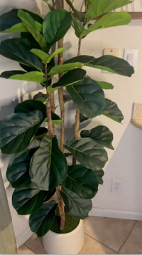 Garvee Artificial Fiddle Leaf Tree, 6ft Faux Plant Fake Ficus Lyrata Silk Trees with White Planter